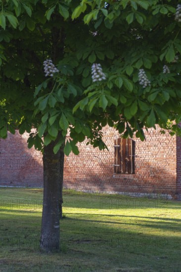 View through a chestnut tree to a part of a barn, Böhme, Heidekreis, Rethem Aller, Leine Aller Tal, Lower Saxony, Germany