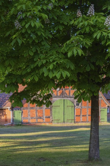 View through a chestnut tree onto a farm, Böhme, Heidekreis, Rethem Aller, Leine Aller Tal, Lower Saxony, Germany