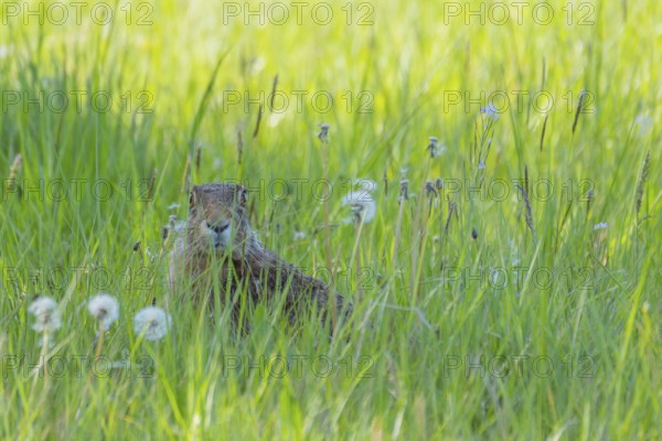 A hare (Lepus europaeus) sitting in the grass, animal photo, nature photo, wildlife, fauna, Neustadt am RÃ¼benberge, Hanover Region, Lower Saxony, Germany