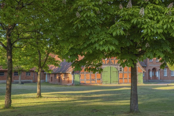 View through chestnut trees to a farm, Böhme, Heidekreis, Rethem Aller, Leine Aller Tal, Lower Saxony, Germany