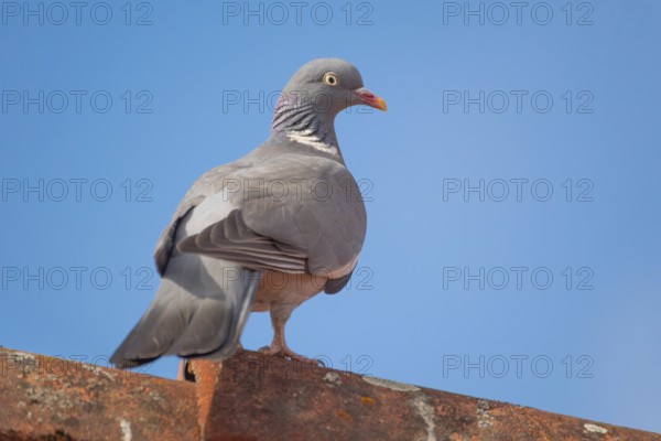 A wood pigeon (Columba palumbus) sitting on the roof ridge of a house, animal photo, bird, bird species, nature photo, wildlife, fauna, Neustadt am RÃ¼benberge, Hanover Region, Lower Saxony, Germany