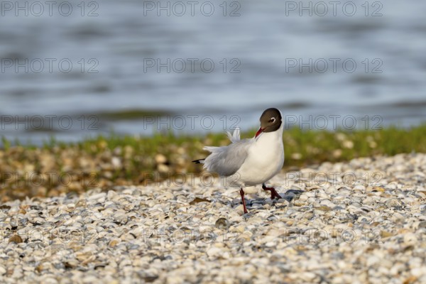 Black-headed Black-headed Gull (Larus ridibundus), Texel, Netherlands