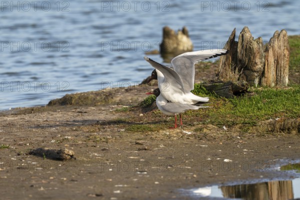 Black-headed gull (Larus ridibundus), Koppola, Texel, province of North Holland, Netherlands