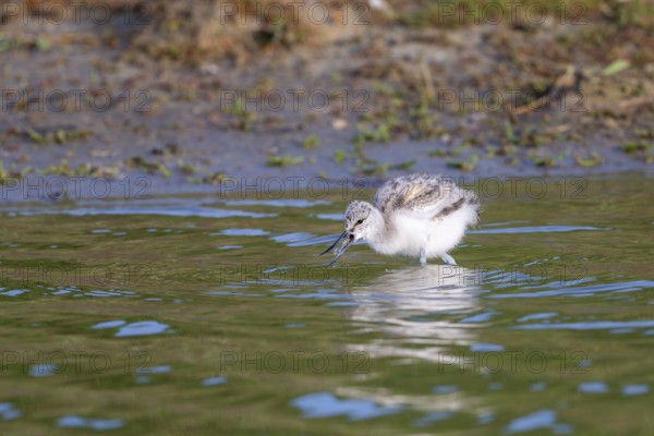Avocet (Recurvirostra avosetta), chick has caught a crab in the water, Texel, province of North Holland, Netherlands