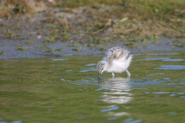 Avocet (Recurvirostra avosetta), chick foraging in the water, Texel, province of North Holland, Netherlands