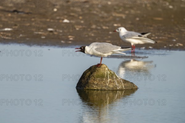 Black-headed gull (Larus ridibundus), sitting on a stone and calling, Texel, province of North Holland, Netherlands