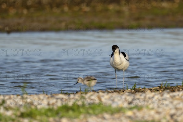 Avocet (Recurvirostra avosetta), with chicks, Texel, province of North Holland, Netherlands