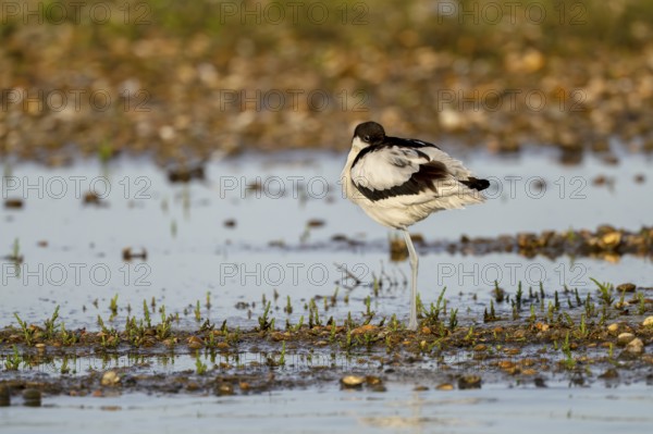 Avocet (Recurvirostra avosetta), Texel, province of North Holland, Netherlands