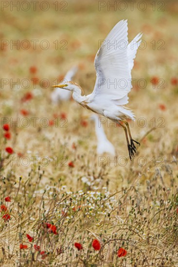Cattle Egret, Bubulcus Ibis, bird in a field of grain and Red poppies