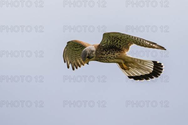 Common Kestrel, Falco tinnunculus, bird in flight