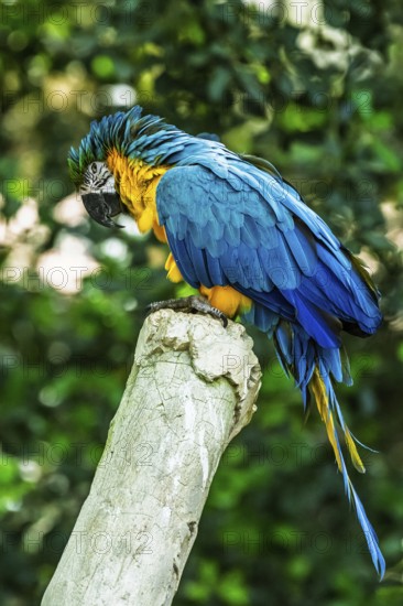 Blue-and-yellow macaw, Ara ararauna, bird in flight