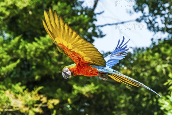 Scarlet macaw, Ara macao, bird in flight