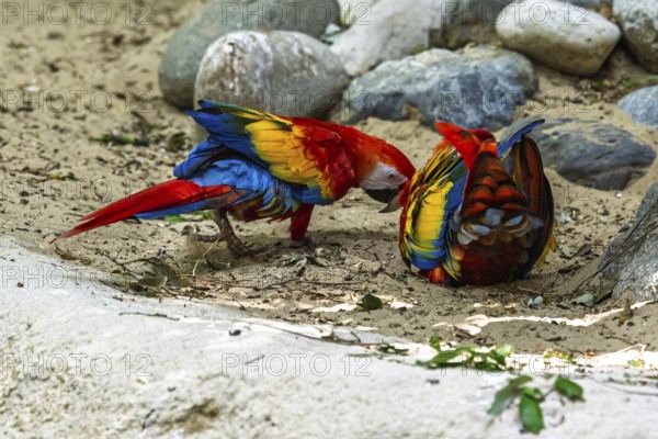 Scarlet macaw, Ara macao