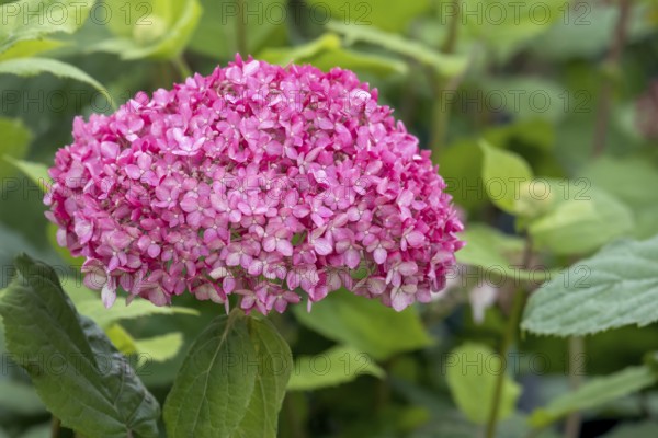 Ball hydrangea variety Ruby Annabelle, Hydrangea arborescens, North Rhine-Westphalia, Germany