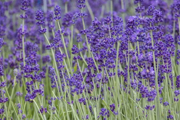 Flowering lavender (Lavandula), North Rhine-Westphalia, Germany