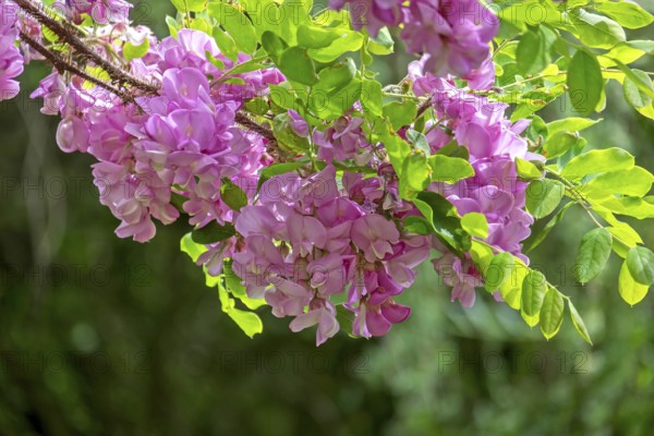 Robinia hispida (Robinia hispida), flowering, MÃ¼nsterland, North Rhine-Westphalia, Germany