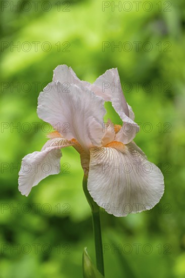 Close-up of an iris flower with delicate pink petals against a soft green background, MÃ¼nsterland, North Rhine-Westphalia, Germany