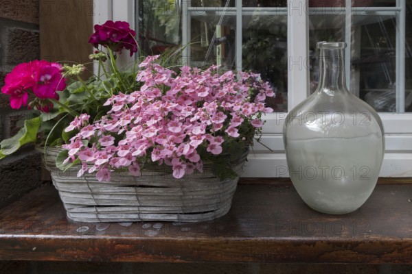 Floral decoration with elfin spurge (Diascia barberae) and geranium, North Rhine-Westphalia, Germany