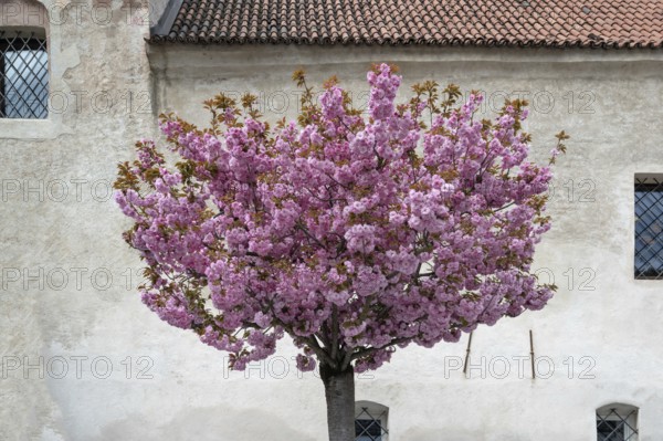 Flowering almond tree (Prunus dulcis), Bolzano, Italy
