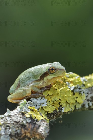 European tree frog (Hyla arborea) sitting on a lichen-covered branch in its natural environment, close-up, Lake Neusiedl National Park, Burgenland, Austria