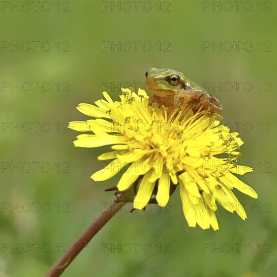 European tree frog (Hyla arborea) sitting on a yellow dandelion flower (TarÃ¡xacum), close-up, Lake Neusiedl National Park, Burgenland, Austria