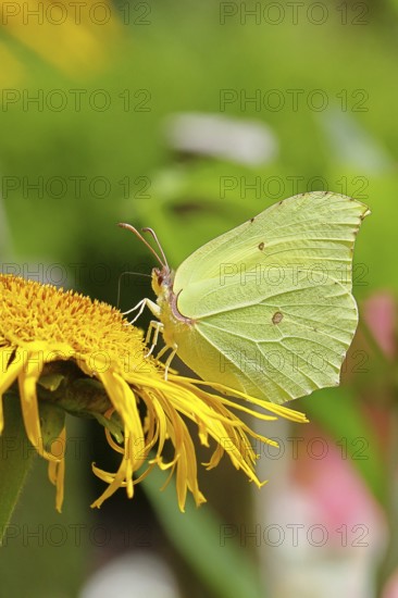 Lemon butterfly (Gonepteryx rhamny) on a yellow flower of a Great Telekie (Telekia speciosa), Wilnsdorf, North Rhine-Westphalia, Germany