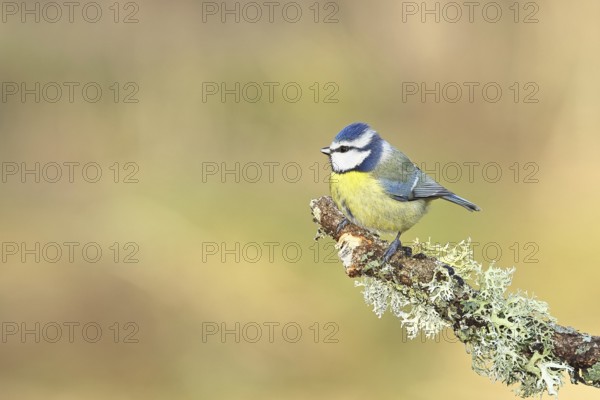 Blue tit (Parus caeruleus), sitting on a branch overgrown with reindeer lichen (Cladonia rangiferina), Wilnsdorf, North Rhine-Westphalia, Germany