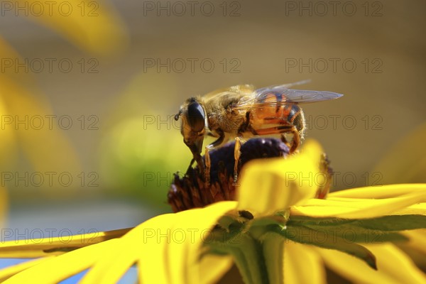 Dung bee (Eristalis tenax) on yellow coneflower (Echinacea paradoxa), Wilden, North Rhine-Westphalia, Germany