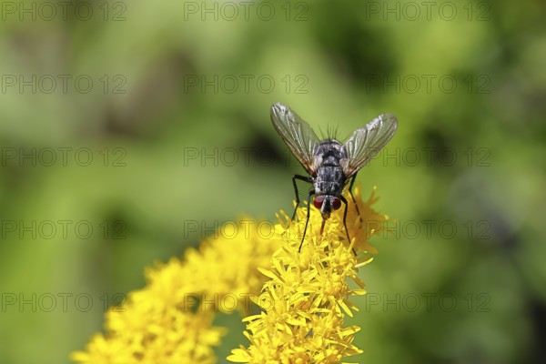 Sarcophaga carnaria (Sarcophaga carnaria), on a yellow goldenrod (Solidago) flower, Wilden, North Rhine-Westphalia, Germany