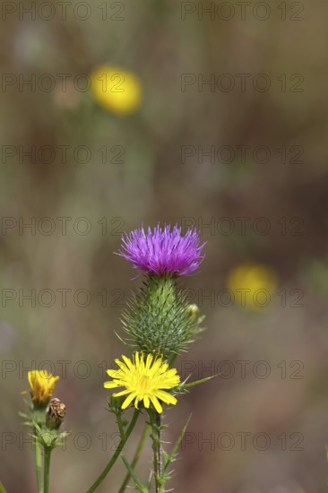 Flower of a field thistle (Cirsium arvense), in a vineyard, close-up, Moselle valley, Cochem, Rhineland-Palatinate, Germany
