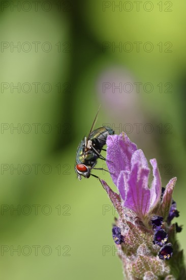 Golden fly (Lucilia caesar) on a flower of Common lavender (Lavandula angustifolia), close-up, macro photograph, Wilnsdorf, North Rhine-Westphalia, Germany