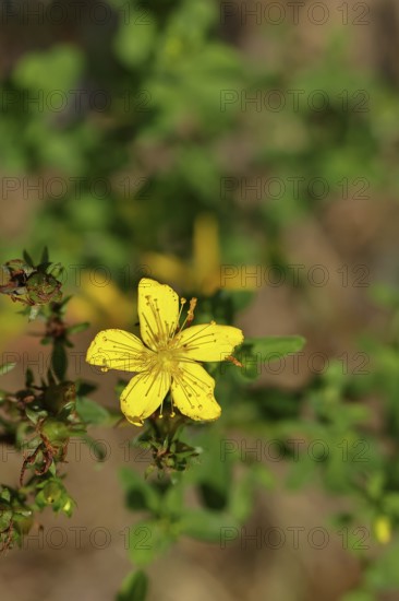Common St John's wort (Hypericum perforatum), spotted St John's wort or common St John's wort (Hypericum perforatum), medicinal plant, flowering, Wilnsdorf, North Rhine-Westphalia, Germany