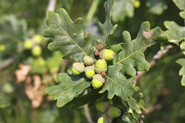 Acorns and leaves of sessile oak (Quercus sessiliflora), Wilnsdorf, North Rhine-Westphalia, Germany