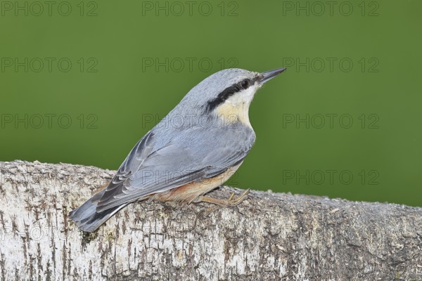 Nuthatch (Sitta europaea) sitting on a fallen birch trunk, Animals, Birds, Siegerland, North Rhine-Westphalia, Germany