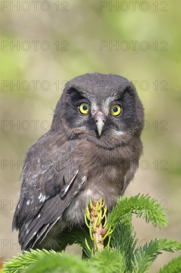 Great horned owl (Aegolius funereus), young bird sitting on the top of a spruce, European spruce (Picea abies), Wilnsdorf, North Rhine-Westphalia, Germany