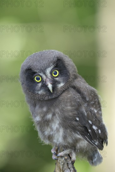 Great horned owl (Aegolius funereus), young bird sitting on a branch, Rothaargebirge, Rothaarsteig, North Rhine-Westphalia, Germany