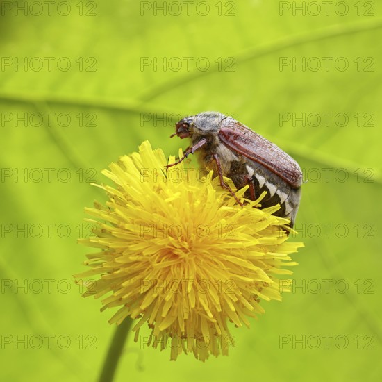 Cockchafer, field cockchafer (Melolontha melolontha), female on a dandelion (Taraxacum) flower, Wilnsdorf, North Rhine-Westphalia, Germany