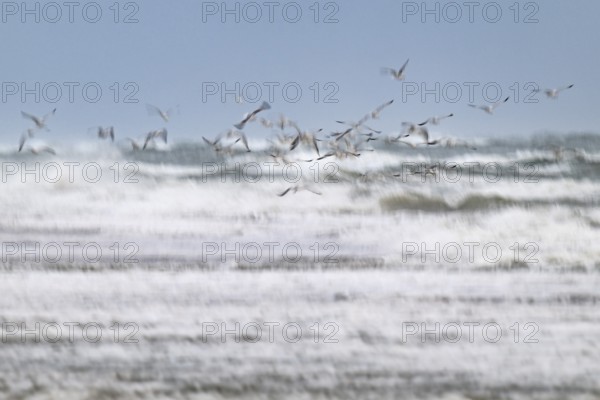 Herring gulls (Larus argentatus) in flight over the surf looking for starfish, wipe image, long exposure, Hvide Sande, North Sea, Denmark