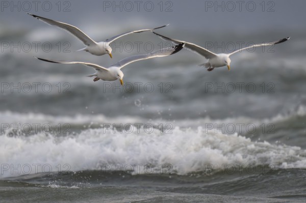 Herring gulls (Larus argentatus) in flight over the surf looking for starfish, Hvide Sande, North Sea, Denmark
