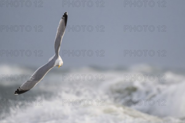 Herring gull (Larus argentatus) in flight over the surf looking for starfish, Hvide Sande, North Sea, Denmark