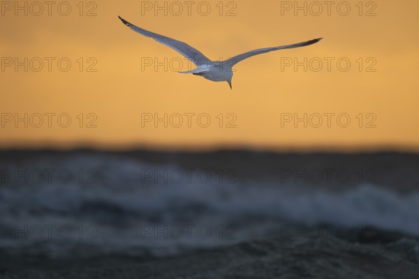Herring gull (Larus argentatus) in flight over the surf looking for starfish, evening mood, Hvide Sande, North Sea, Denmark