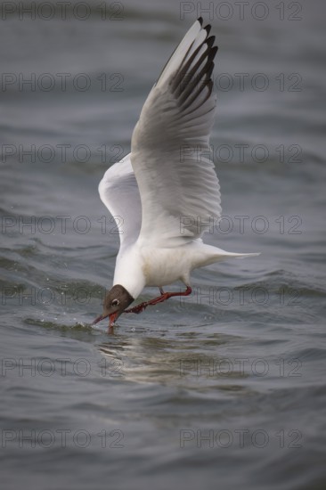 Black-headed gull (Chroicocephalus ridibundus) in summer plumage, flying above the sea surface, looking for small fish, near Hvide Sande, RingkÃ¸bing Fjord, North Sea, Denmark