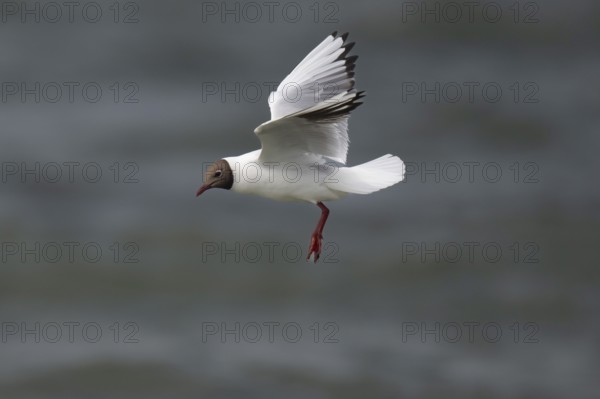 Black-headed gull (Chroicocephalus ridibundus) in summer plumage, in flight above the sea surface looking for small fish, near Hvide Sande, RingkÃ¸bing Fjord, North Sea, Denmark