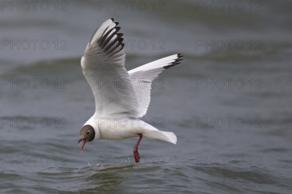Black-headed gull (Chroicocephalus ridibundus) in summer plumage, in flight, looking for small fish, near Hvide Sande, RingkÃ¸bing Fjord, North Sea, Denmark