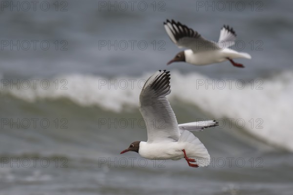 Black-headed gull (Chroicocephalus ridibundus) in summer plumage, flying above the sea surface, looking for small fish, near Hvide Sande, RingkÃ¸bing Fjord, North Sea, Denmark