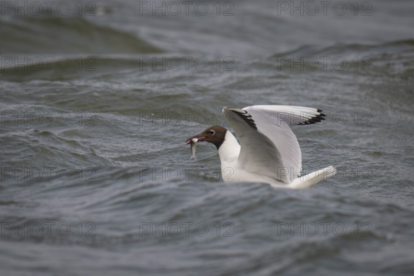 Black-headed gull (Chroicocephalus ridibundus) in summer plumage, swimming with a small fish in its beak, near Hvide Sande, RingkÃ¸bing Fjord, North Sea, Denmark
