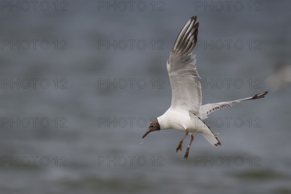 One-year-old Black-headed Black-headed Gull (Chroicocephalus ridibundus) in summer plumage, in flight above the sea surface, looking for small fish, near Hvide Sande, RingkÃ¸bing Fjord, North Sea, Denmark