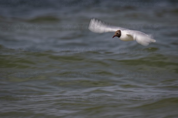 Black-headed gull (Chroicocephalus ridibundus) in summer plumage, in flight above the sea surface, looking for small fish, wiping effect, near Hvide Sande, RingkÃ¸bing Fjord, North Sea, Denmark
