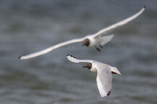 Black-headed gulls (Chroicocephalus ridibundus) in summer plumage, flying above the sea surface, looking for small fish, near Hvide Sande, RingkÃ¸bing Fjord, North Sea, Denmark