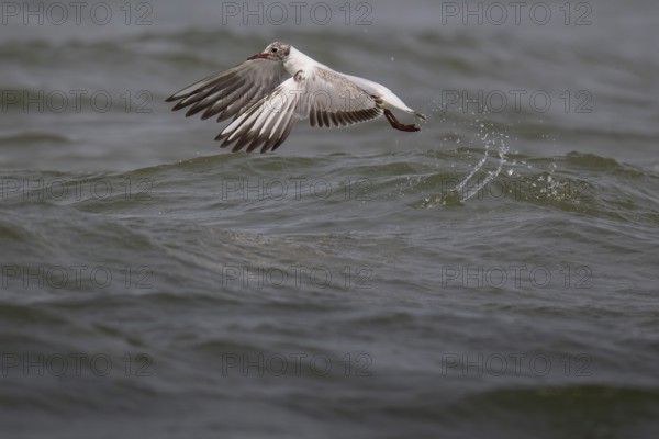 One-year-old Black-headed Black-headed Gull (Chroicocephalus ridibundus) in summer plumage, in flight above the sea surface, looking for small fish, near Hvide Sande, RingkÃ¸bing Fjord, North Sea, Denmark